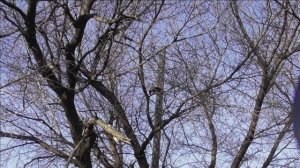 CrowHunting dec 21-2/ Охота на ворон.