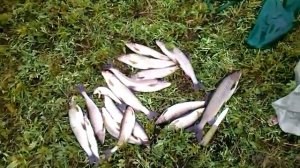 Шарью рыбалка