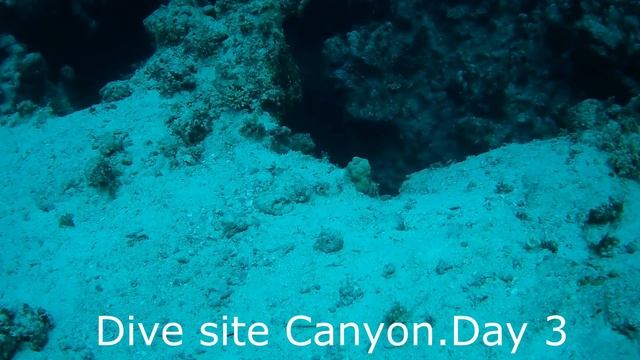 Dahab 11.2021 Курс Advanced rebreather trimix diver. смотреть онлайн