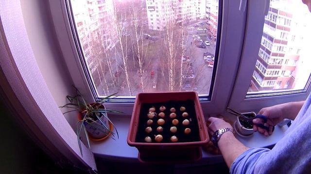 #луксевок #лукнаподоконнике #городскойсадовод как я выращиваю #лук на окне #личныйопыт #севок