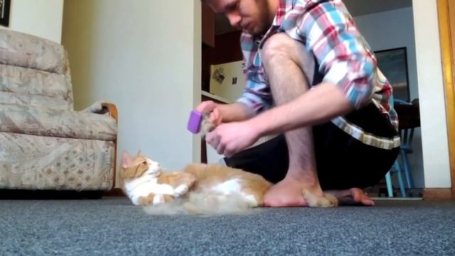 FURminator Review - Cat deshedding brush смотреть онлайн