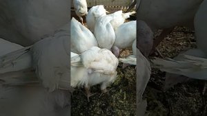 мещанка для индюков Биг6 в 2 месяца,обзор.