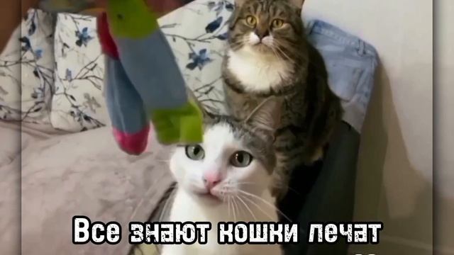 Саша заметь????| SANISHOW | #Котики #мишка смотреть онлайн