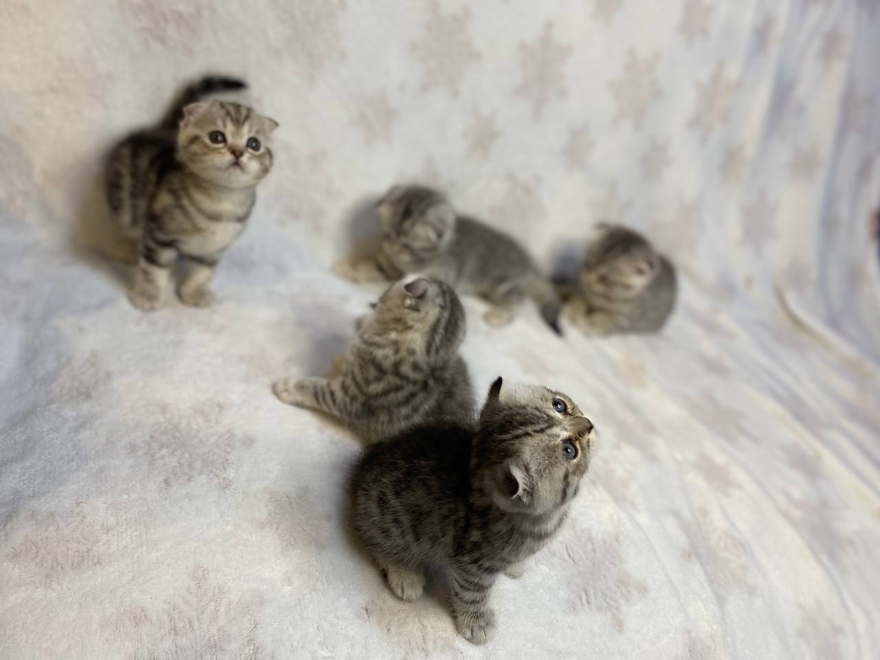 Шотландские Вислоухие котята.