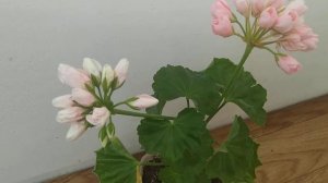 Пеларгония Emma fran bengtsbo