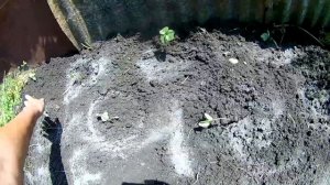 Посадка клубники.