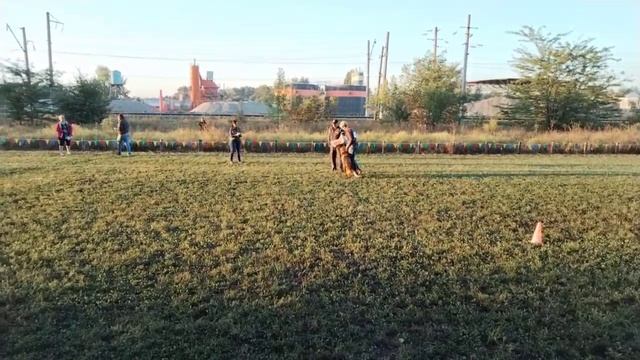 1 V   КЧК Баларис ДЗИРТ (Баларис Блэк Файер – Star Winner Ustina) 27 +++