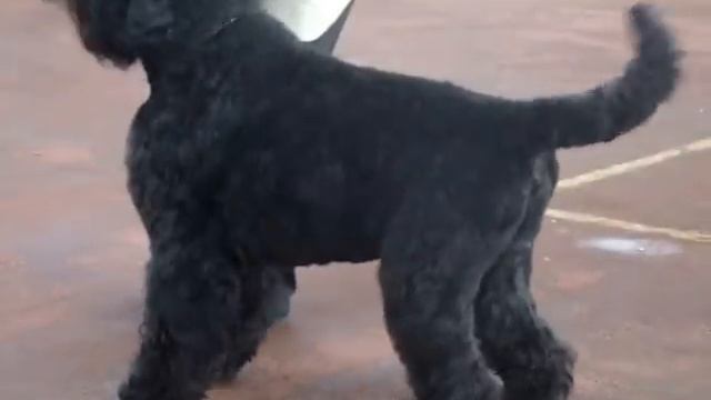 САСИВ 11.05.2013 кобели открытый класс смотреть онлайн