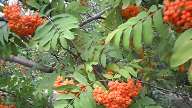 :::АЛЫЕ  ПЛОДЫ  РЯБИНЫ ! :::-Filin Rezwiy-Video-