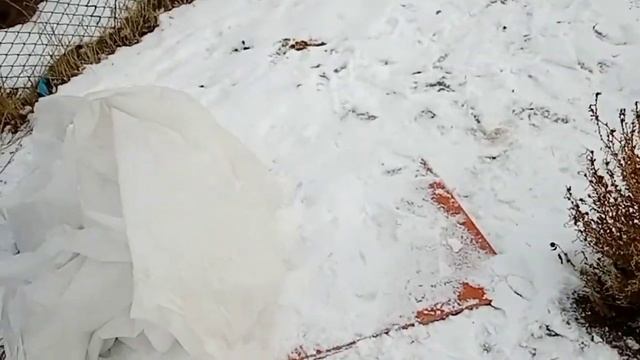 Укрываю Туи на зиму и обрезала ветки у дерева икс ? смотреть онлайн