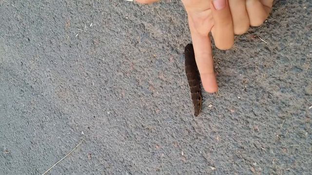 ОЧЕНЬ БОЛЬШАЯ ГУСЕНИЦА! смотреть онлайн