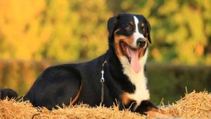 Аппенцеллер зенненхунд: описание швейцарской пастушьей собаки