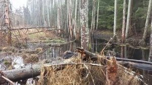 Рыбалка. Вьюн...