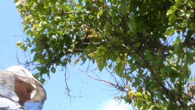 Пчёлы вышли из-под контроля! Огромный рой первак 2023 вышел из улья смотреть онлайн