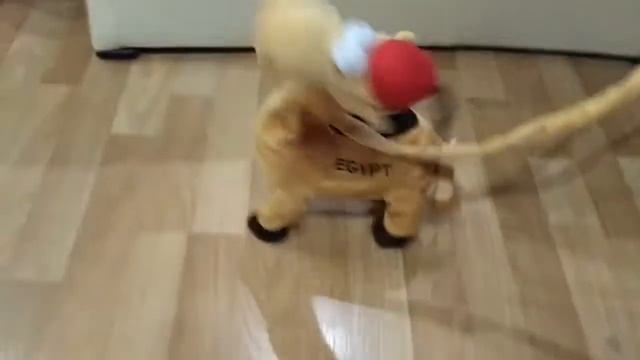 Верблюд ??? в подарок ??????. смотреть онлайн