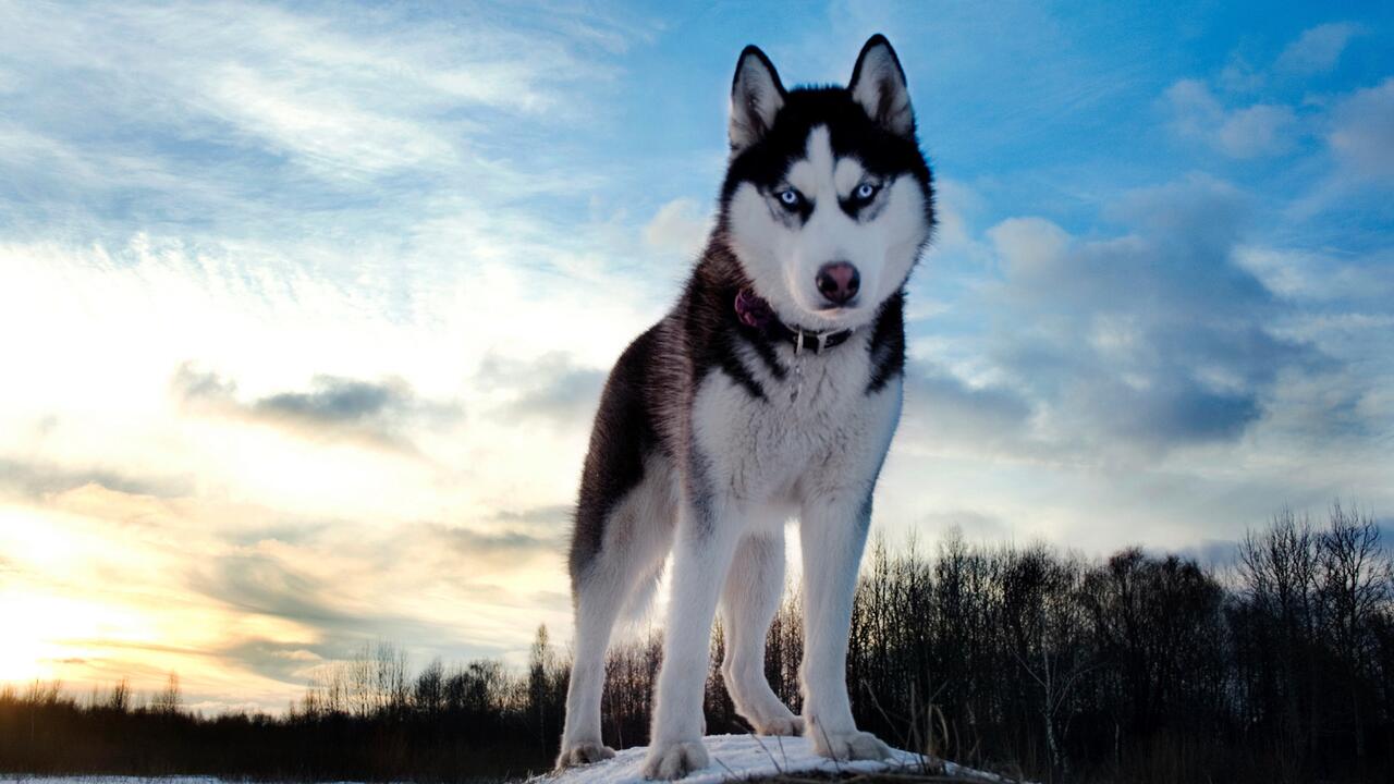 Хаски, лай собак #лай собак #звуки животных