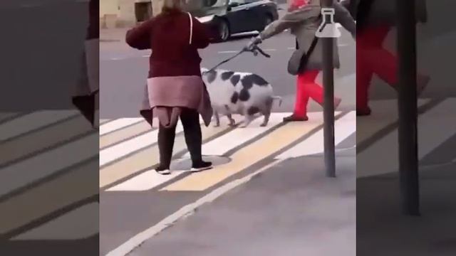 мини пиг вырос смотреть онлайн