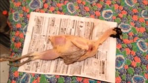 Охота с Hatsan 125 th Фазан на вылет !!!