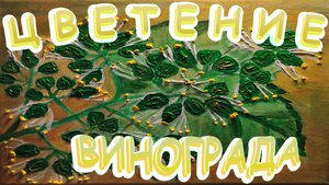 ПОМОЖЕМ ВИНОГРАДУ ОПЫЛИТЬСЯ.