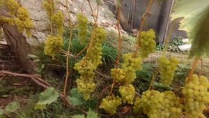 Виноград Дружба, Плевен устойчивый