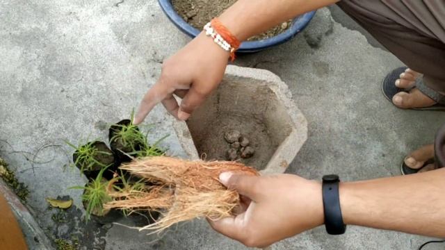 Best Plant For Summer... Kochia. смотреть онлайн