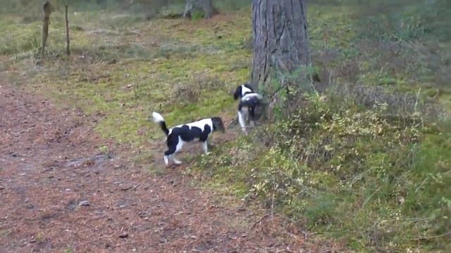Pусский той, Кавалер Кинг Чарльз спаниель смотреть онлайн