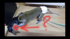 БОНЯ ОПЯТЬ ЗА КУЗЬКОЙ УХАЖИВАЕТ И НЕ ТОЛЬКО#the monkey lives in a village in Russia