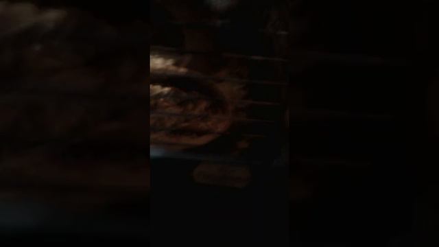 ИНТЕРЕСНЫЕ РАЗГОВОРЫ ХОМЯКОВ / ПОЧЕМУ УМКА ВСЁ ВРЕМЯ спит? / НОВАЯ ХОМЯЧИХА в СЕМЬЕ МАЛЕНЬКАЯ.