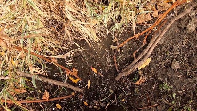 Бактериальный рак винограда (Бактеріальний рак винограду) смотреть онлайн