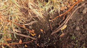 Бактериальный рак винограда (Бактеріальний рак винограду)