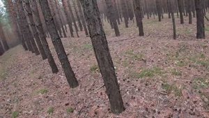 Сбор Белых боровиков. Караканский бор. 24 августа.Часть 2#белыйгриб