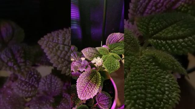 Moon Valley Friendship Plant Pilea Self Pollenation (Pilea involucrata) смотреть онлайн