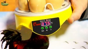 Обзор китайского инкубатора для яиц Мини-7 (Mini 7)