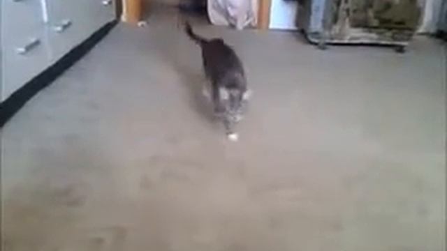 Необычный кот ))) смотреть онлайн