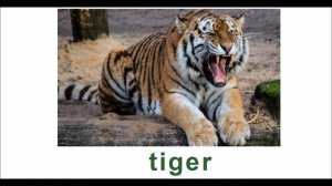 Песня на английском о животных с переводом