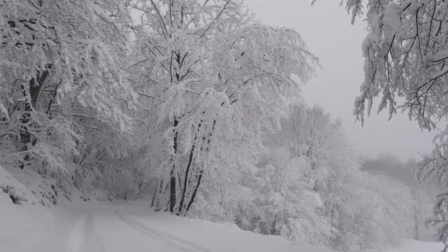 Зимний лес / Сказка в зимнем лесу / зимний лес звук