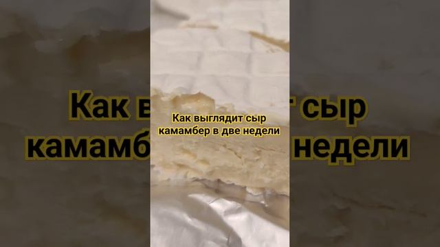 Как выглядит сыр Камамбер в две недели /  "Сыроварня Елисеевых"