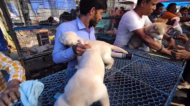 Cheap Price Dog In Kolkata | Gallif Street Pet Market Kolkata | Recent Dog Puppy Price Update | Dog смотреть онлайн