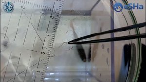 Глисты у аквариумных рыбок. Как распознать и лечить болезнь? Видео 8.