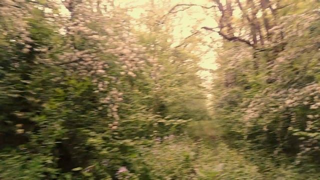 Круговой лес / Полянка ландышей / Царство грибов / Лес после дождя смотреть онлайн