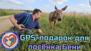 GPS - подарок для лосёнка Бени. Теперь Бенечка не потеряется!