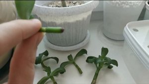 13.01.2020. Денежное дерево. Эксперимент провалился. Укоренение черенков во влажном воздухе.