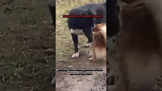 понедельник??? #shortvideo #shortc смотреть онлайн