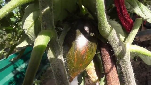 Экзотический томат Атомный виноград Бреда. Необычайно красивые и вкусные плоды. Обзор томата.