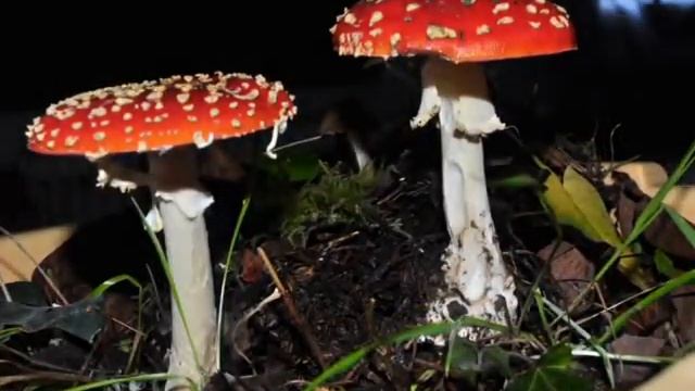 Amanita Muscaria Time Lapse