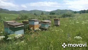 как начинается главный медозбор