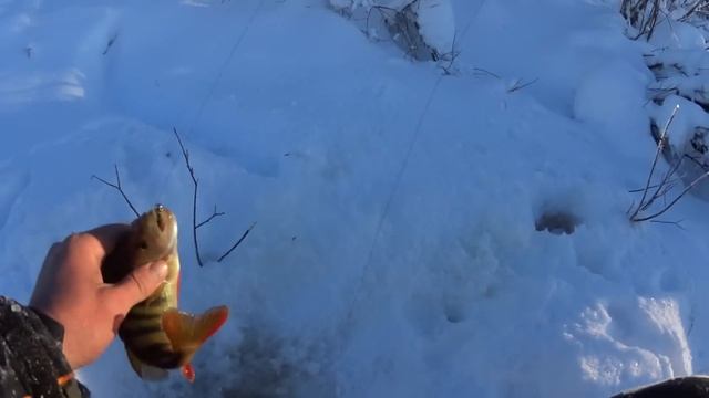 Рыбалка 2023. Окунь на мормышку.
