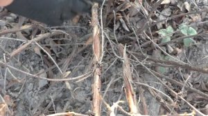 ЖИМОЛОСТЬ. ПОДГОТОВКА К ЗИМЕ. Фрукты-ягоды. Мой опыт.