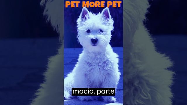 🐕🦺10 Curiosidades do Cachorro do  IG, P. Internet, Raça West Highland White Terrier # Shorts🐕🦺🐕🦺