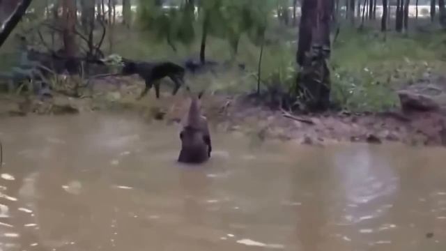 Кенгуру в воде спасается от собак, смешное видео смотреть онлайн